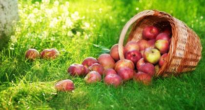 Яблочные дары